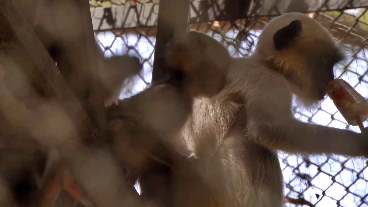 BENGALURU ಬನ್ನೇರುಘಟ್ಟ ಮೃಗಾಲಯ BANNERUGHATTA ZOO