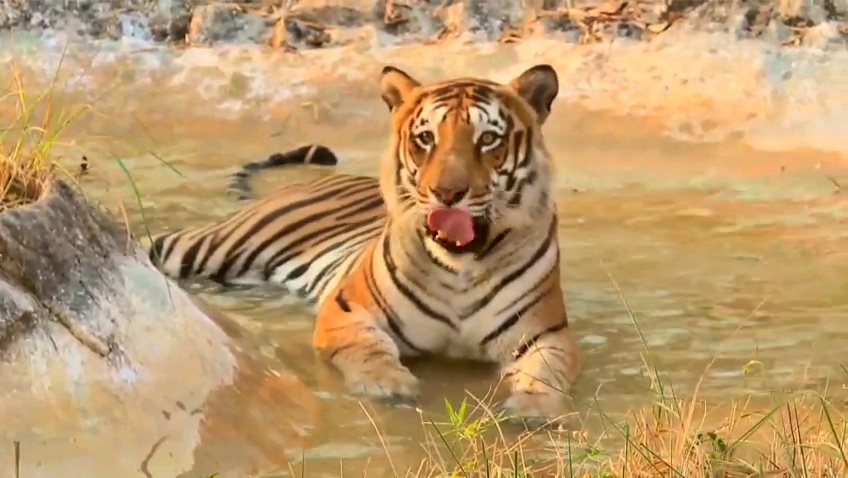BENGALURU ಬನ್ನೇರುಘಟ್ಟ ಮೃಗಾಲಯ BANNERUGHATTA ZOO