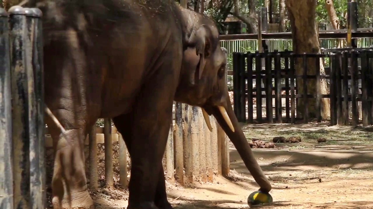 BENGALURU ಬನ್ನೇರುಘಟ್ಟ ಮೃಗಾಲಯ BANNERUGHATTA ZOO