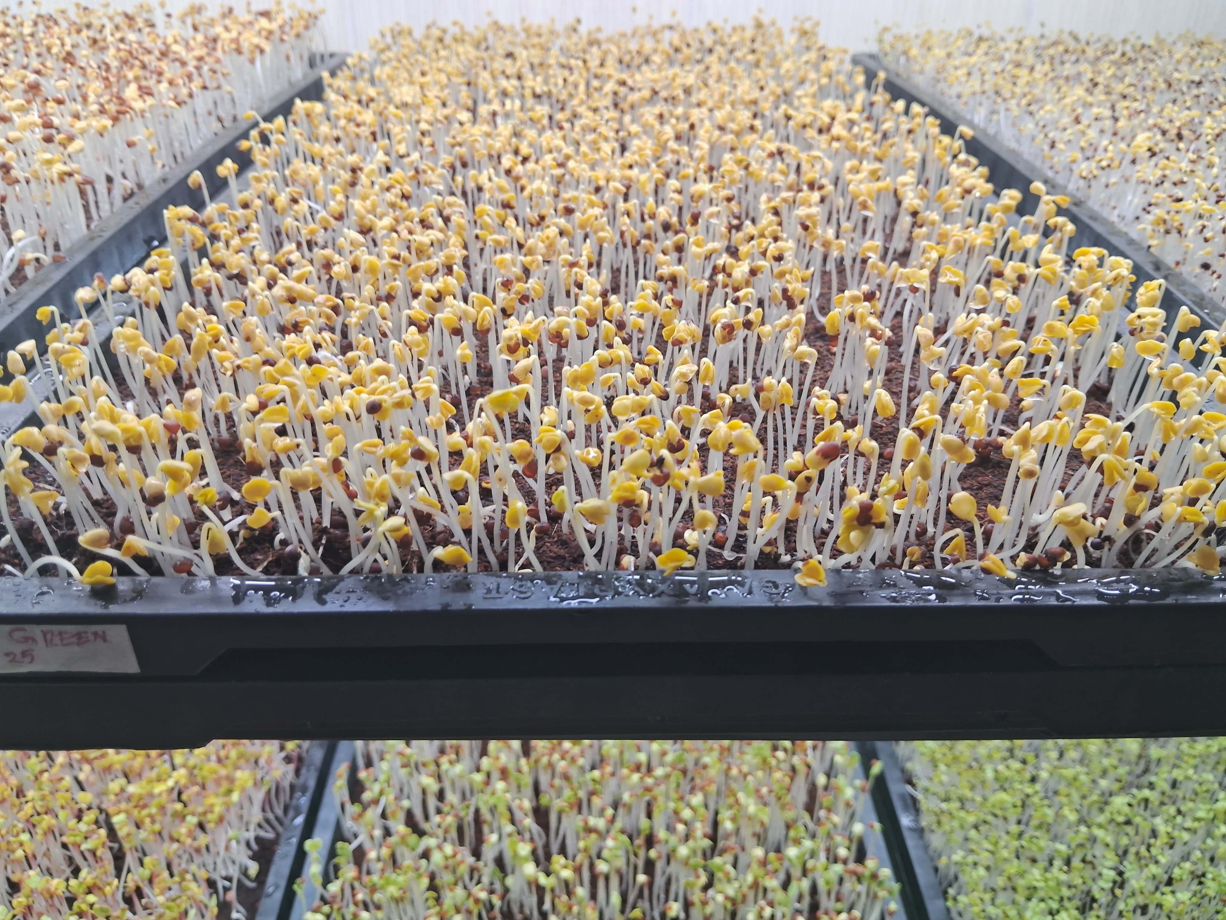 ayurvedic-doctor-grows-microgreens-in-mangaluru-what-are-the-benefits-of-this-microgreens
