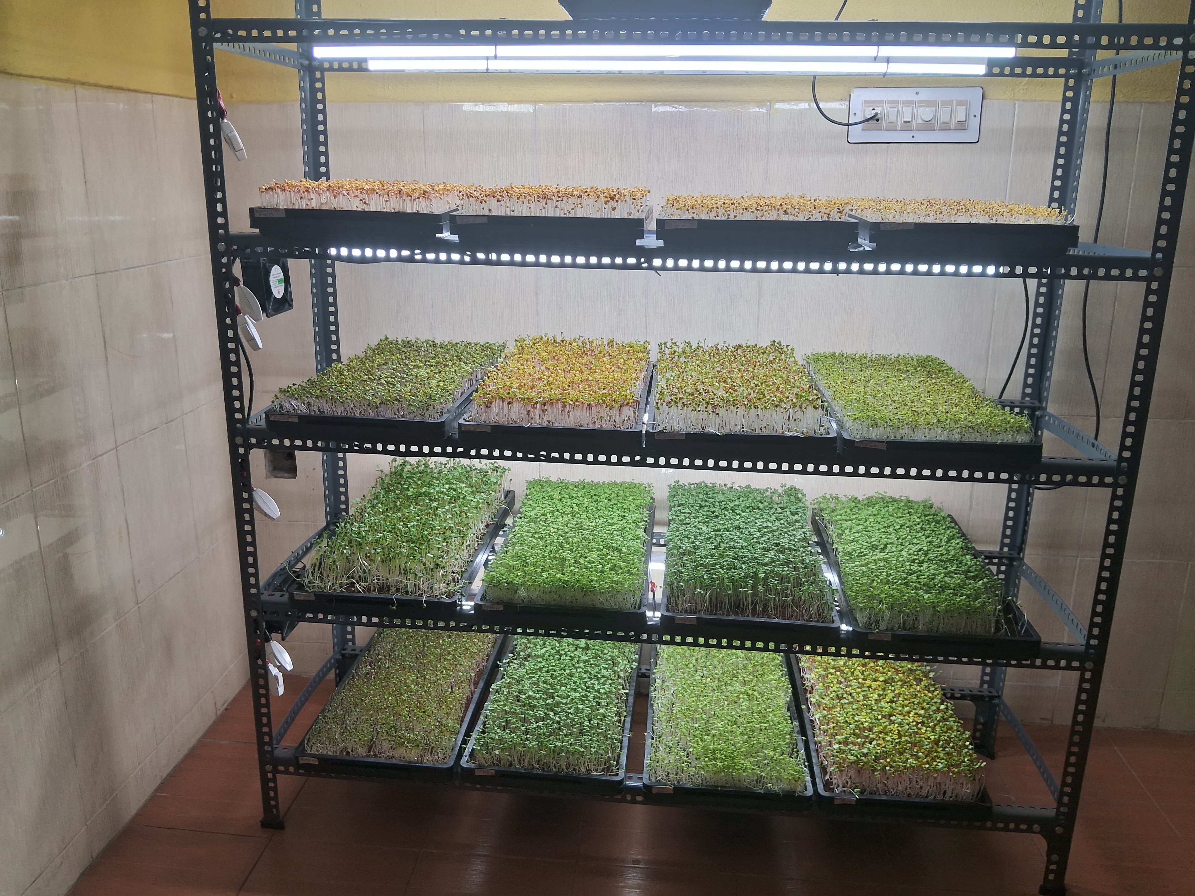 ayurvedic-doctor-grows-microgreens-in-mangaluru-what-are-the-benefits-of-this-microgreens