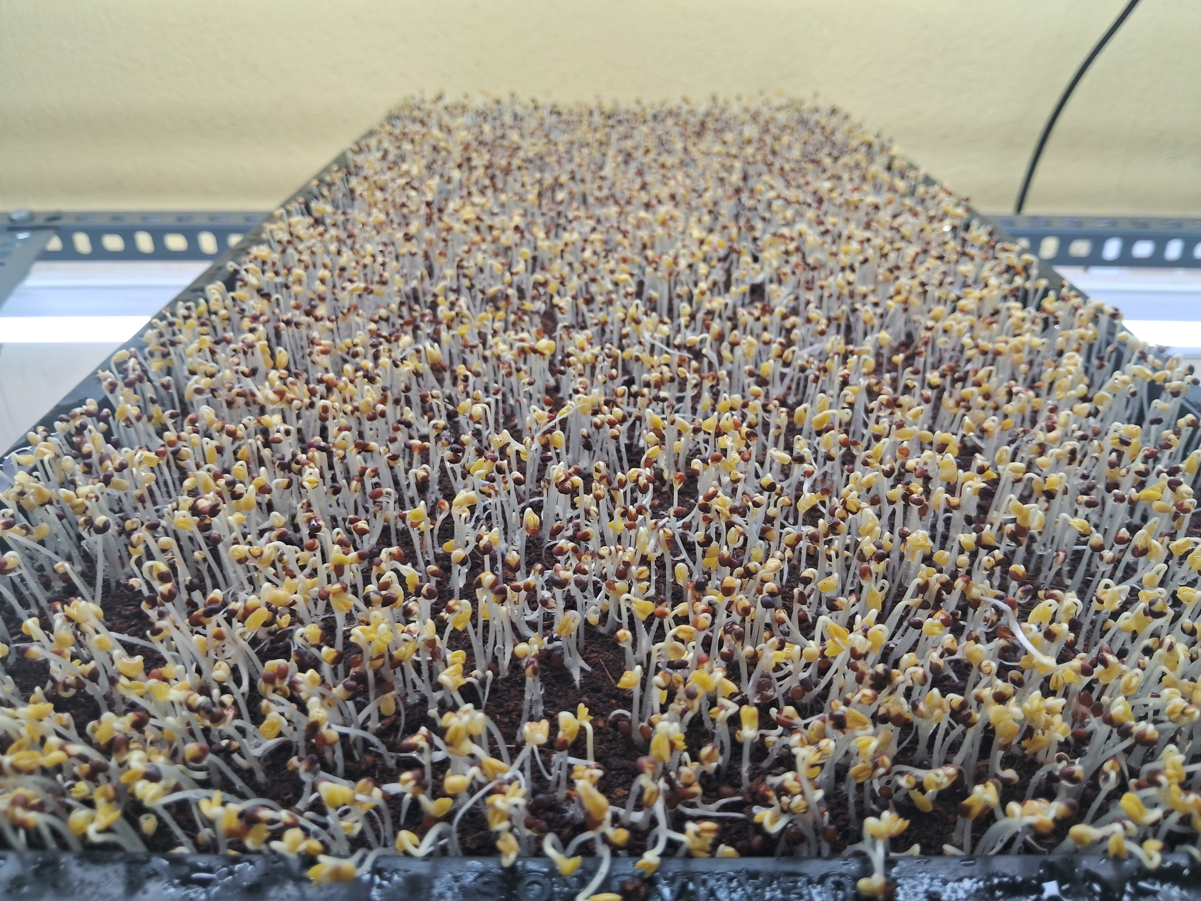 ayurvedic-doctor-grows-microgreens-in-mangaluru-what-are-the-benefits-of-this-microgreens