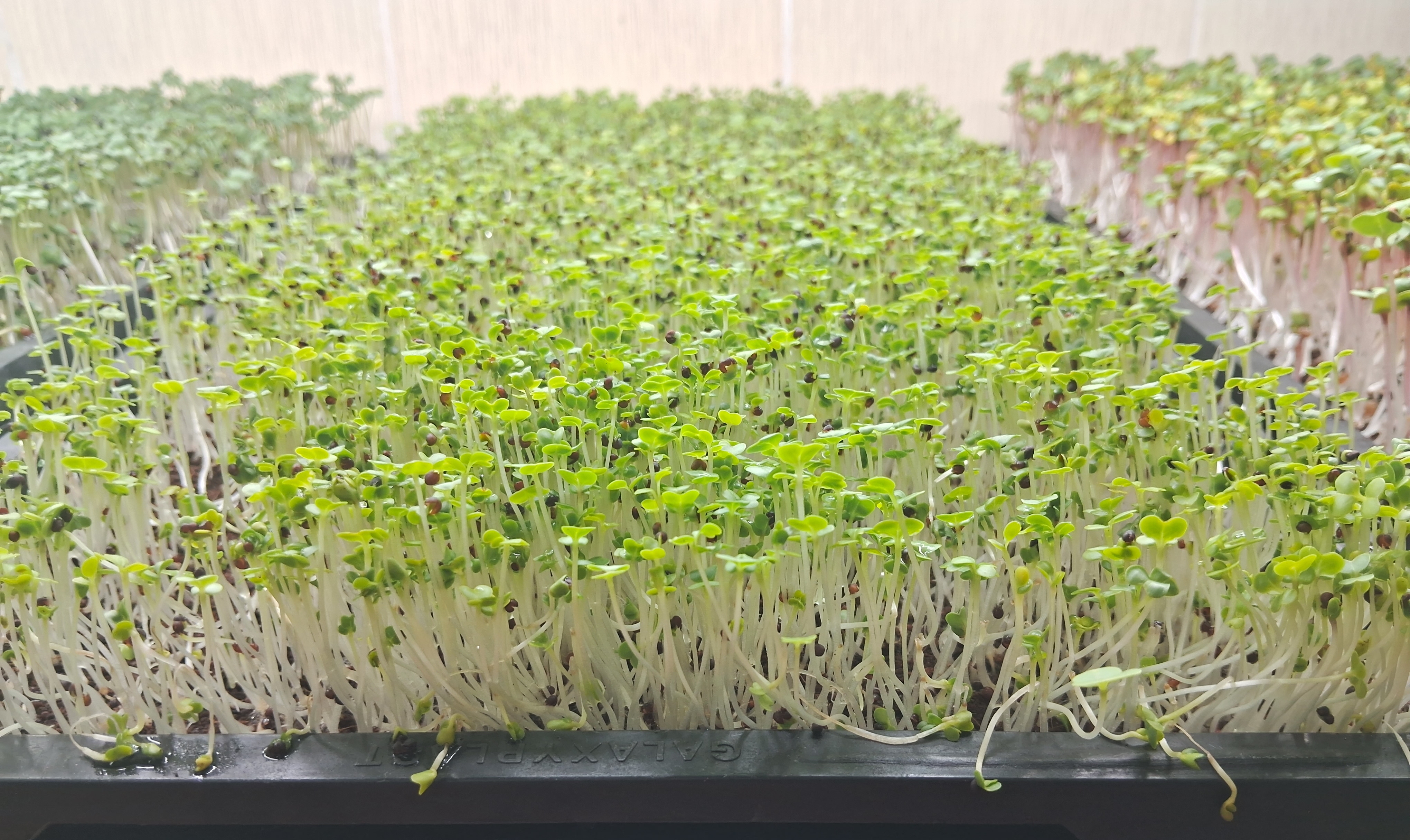 ayurvedic-doctor-grows-microgreens-in-mangaluru-what-are-the-benefits-of-this-microgreens