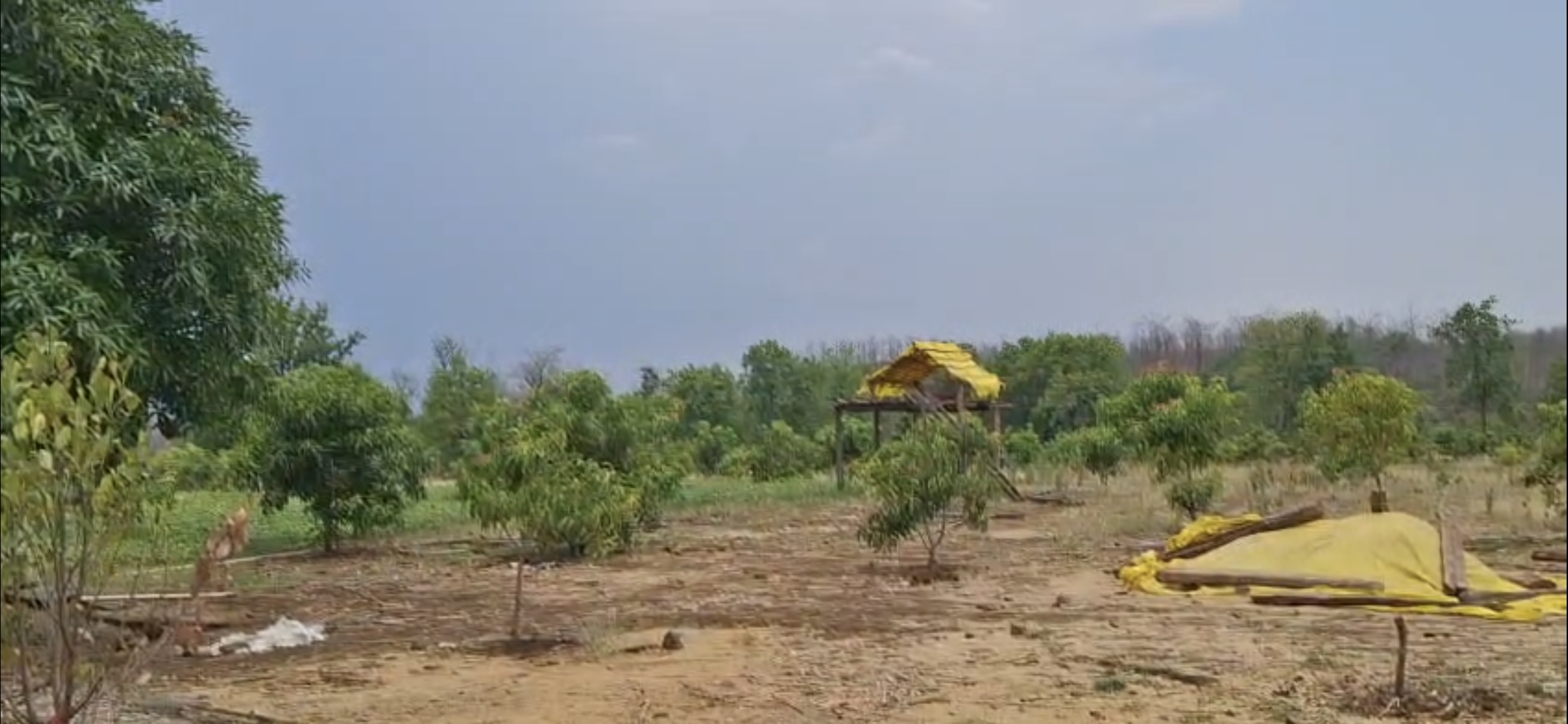 आंब्याची शेती