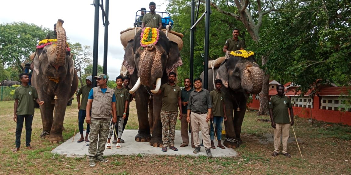 what-is-special-about-kumki-elephants-used-to-control-wild-elephants