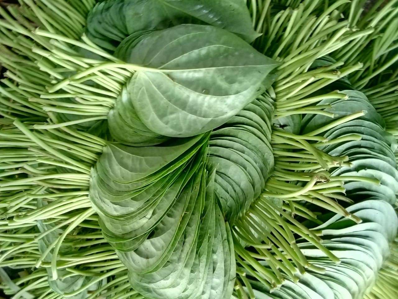 Stale Betel Leaf
