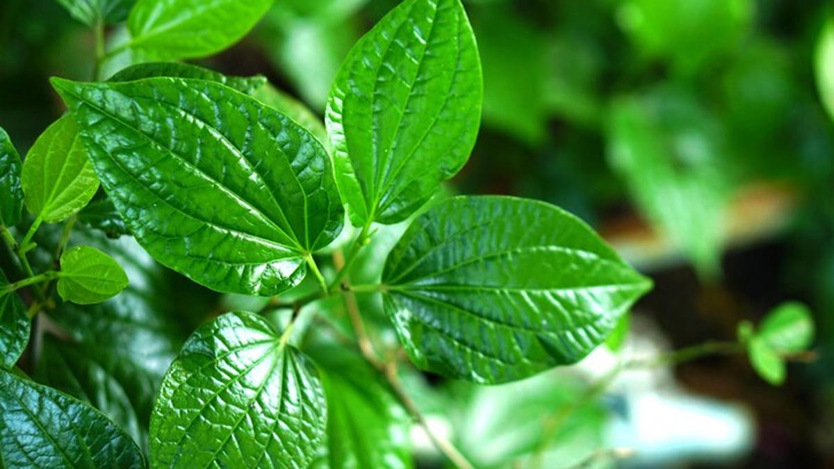 Stale Betel Leaf