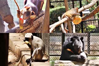 BENGALURU  ಬನ್ನೇರುಘಟ್ಟ ಮೃಗಾಲಯ  BANNERUGHATTA ZOO