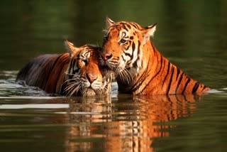 TIGRESS T 165 VIDEO VIRAL