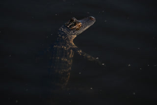 An alligator is seen on a manmade canal near drought wetland plants at The Everglades National Park, in Pembroke Pines, Florida, May 17, 2025.