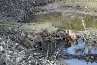 Asiatic Lions Roar, Population Soars: Latest Census Finds 891 Big Cats In Gujarat