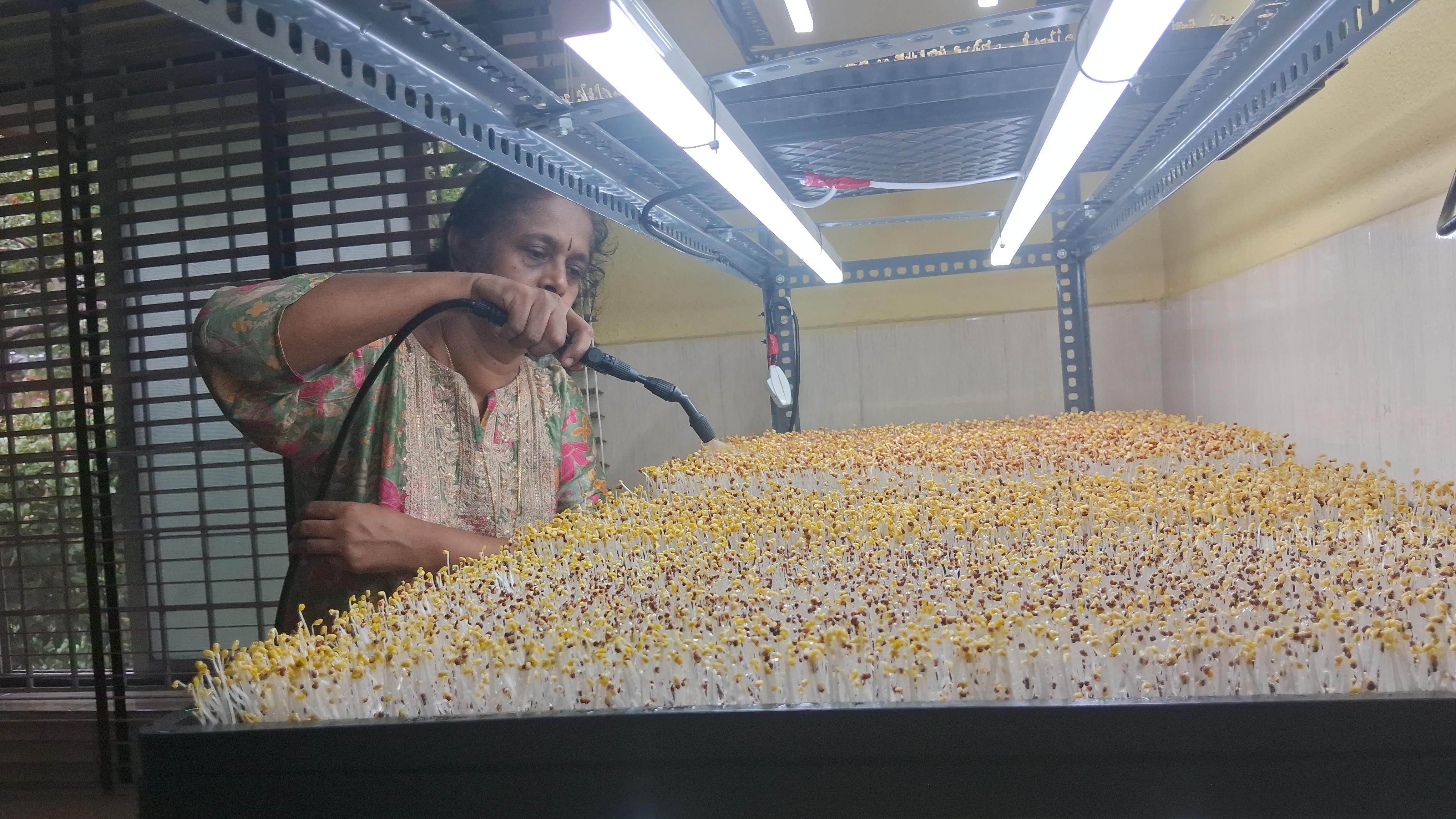 ayurvedic-doctor-grows-microgreens-in-mangaluru-what-are-the-benefits-of-this-microgreens