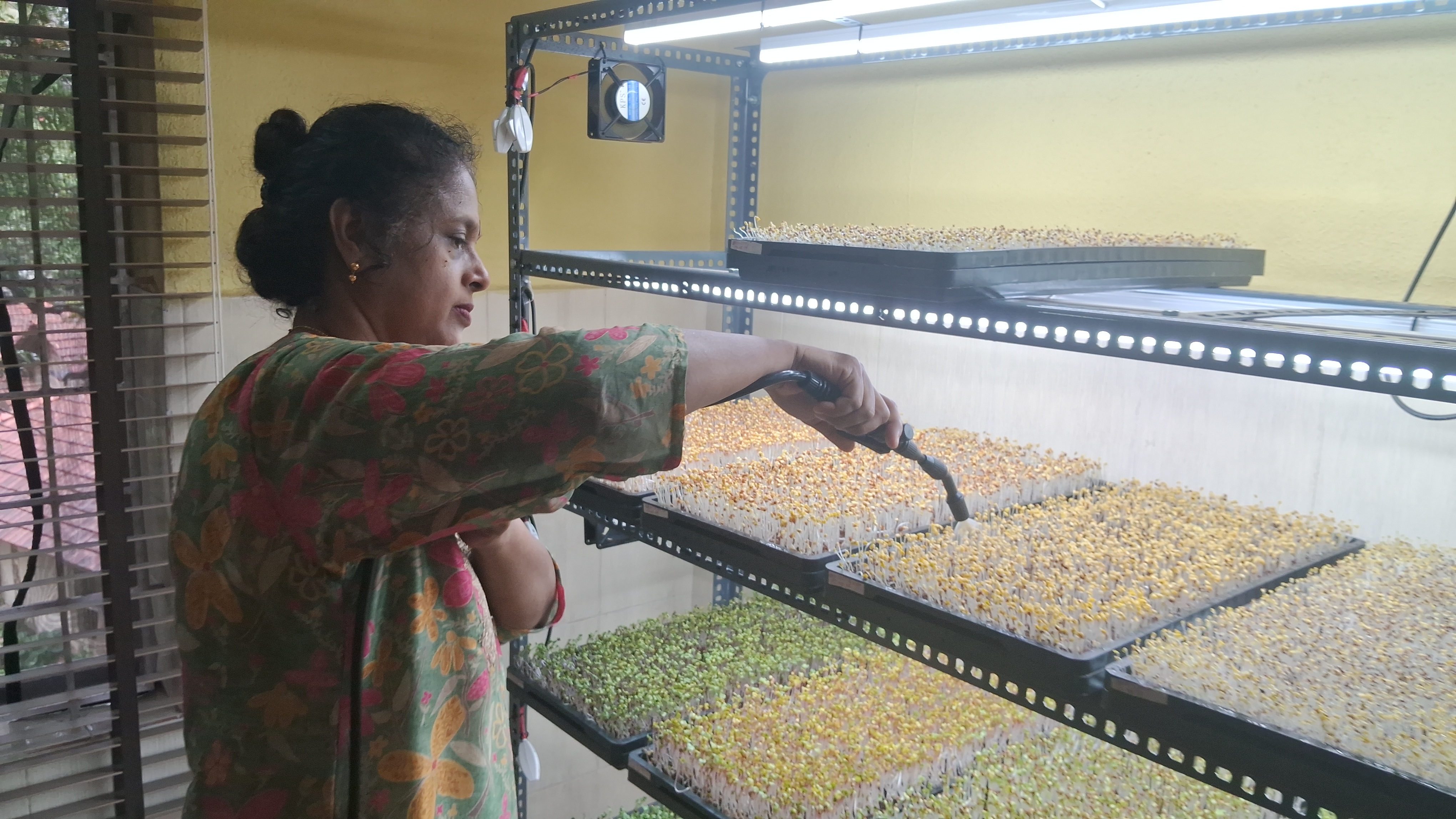 ayurvedic-doctor-grows-microgreens-in-mangaluru-what-are-the-benefits-of-this-microgreens