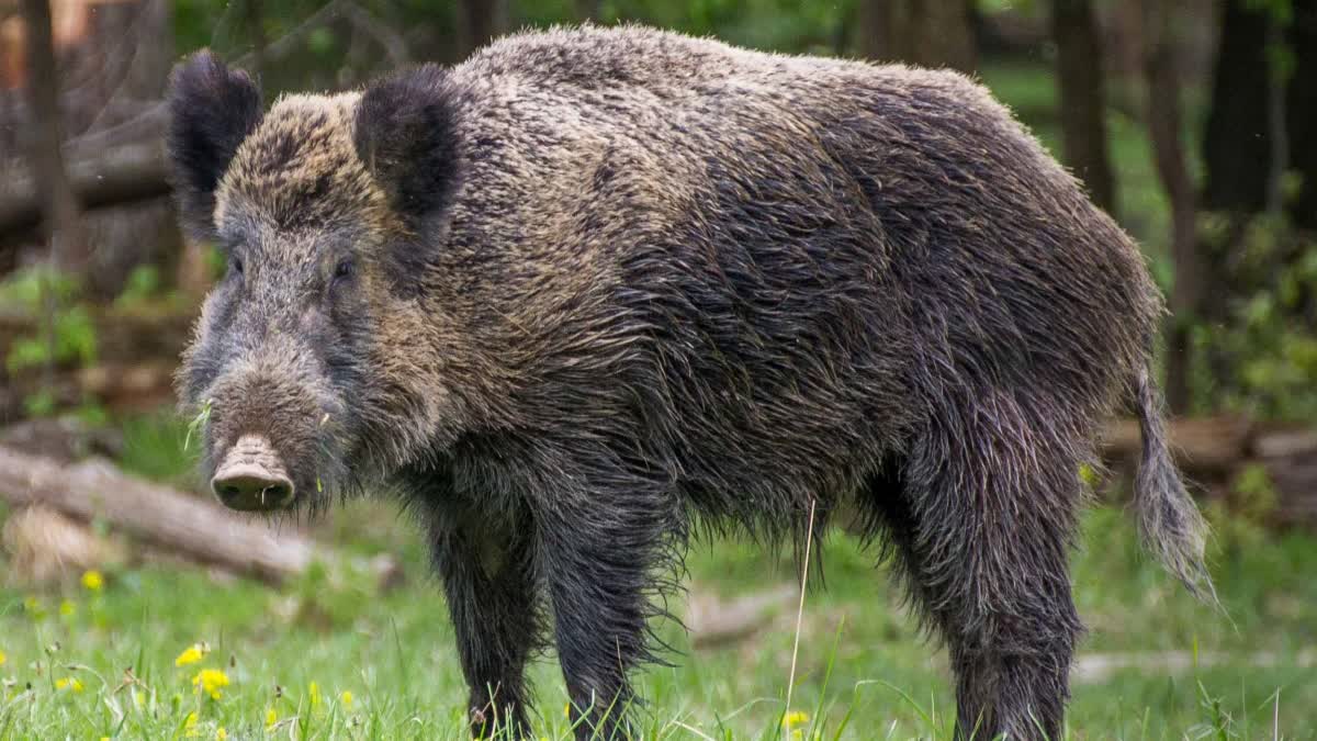 culling of wild boar extended for one year  കാട്ടുപന്നികൾ  കാട്ടുപന്നി  കാട്ടുപന്നികളെ വെടിവയ്‌ക്കാനുള്ള ഉത്തരവ് നീട്ടി  wild boar  culling of wild boar  മന്ത്രിസഭ യോഗം  പിണറായി വിജയൻ  Pinarayi Vijayan