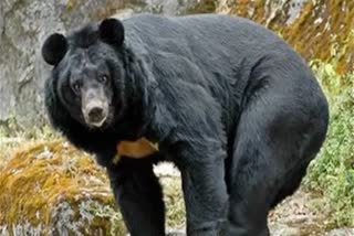 Woman killed in bear attack