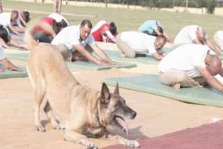 Canine member of the dog unit of ITBP  Yoga at Pranu Camp