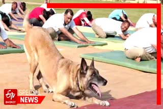 International Yoga Day: Dog performs yoga along with people in Jammu and Kashmir's Udhampur