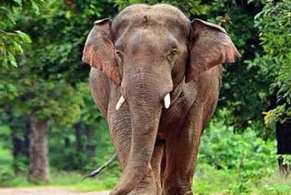 Elephants Fear In Ambikapur