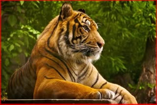 Tiger Skin Smuggler Jailed
