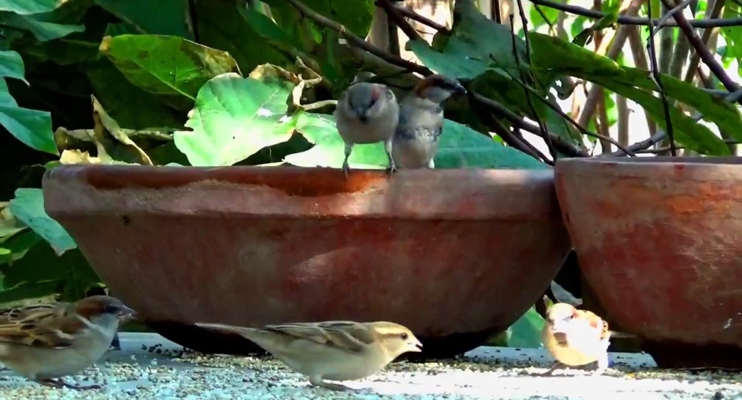 Seven storey unique house for birds