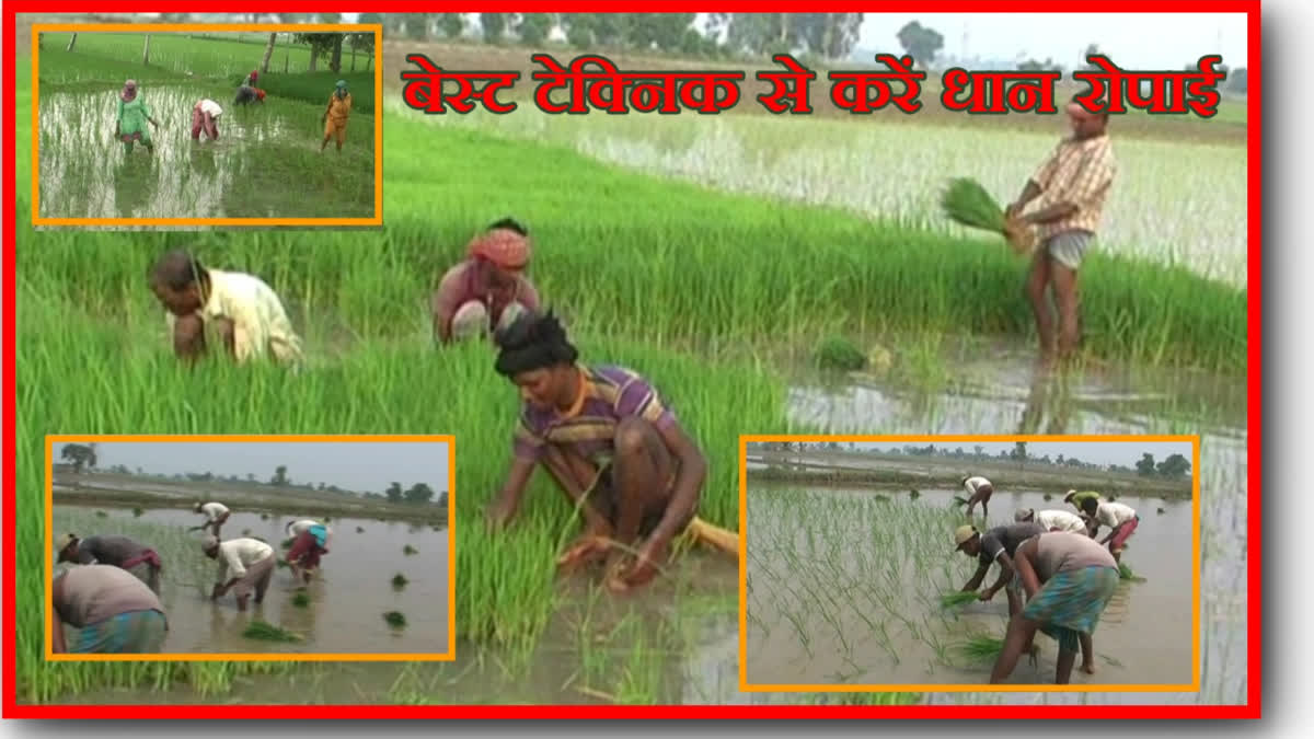 Paddy Transplanting Technology