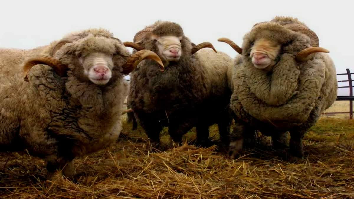 australian merino sheep