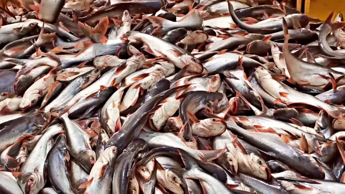 People Lined Up for Fish in Khammam