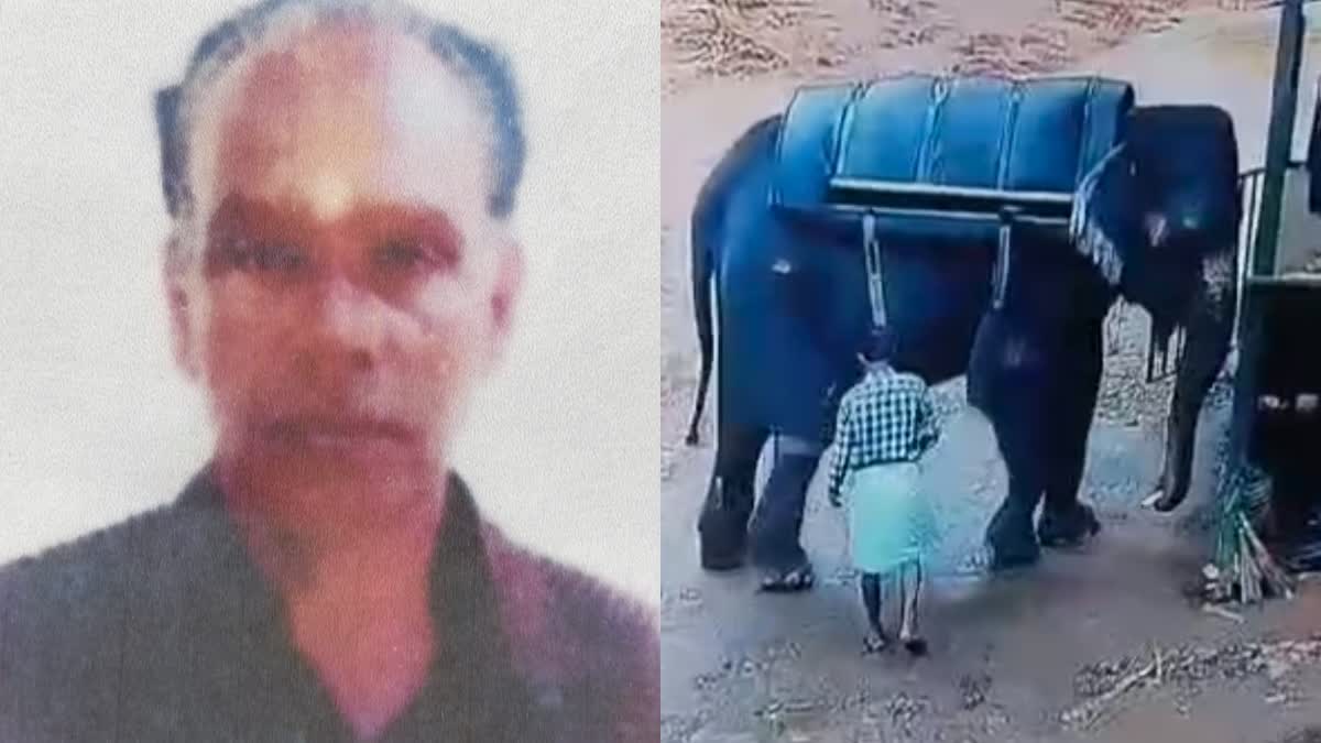 പാപ്പാനെ ആന ചവിട്ടിക്കൊന്നു  MAHOUT KILLED ELEPHANT ATTACK  ELEPHANT ATTACK IN ADIMALI  അടിമാലി ആനയുടെ അക്രമണം