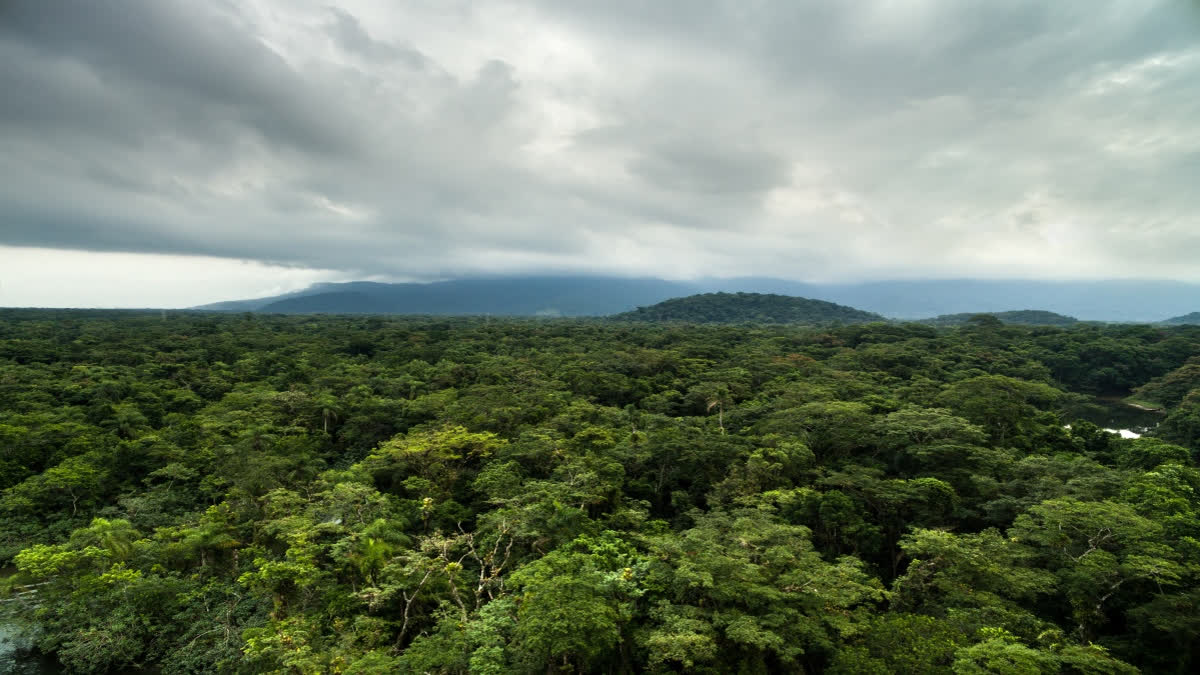 World Rainforest Day - Underlying Importance of Rainforest