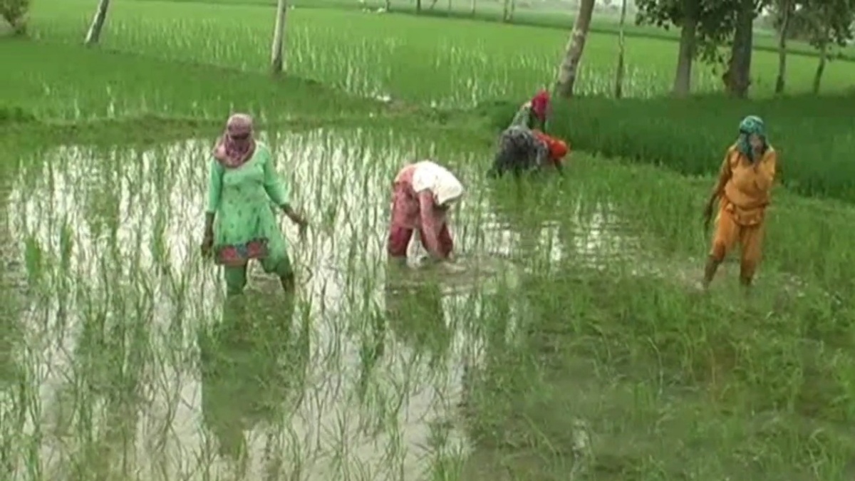 Paddy Transplanting Technology