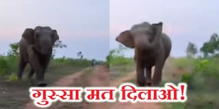 villagers-harassing-herd-of-wild-elephants-in-lohardaga