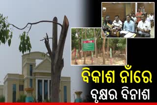 Tree Cutting in Subarnapur