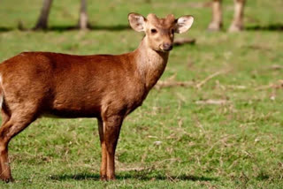 deer hunting in anupgarh