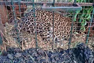 radio-collared-leopard