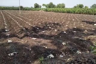 BURHANPUR BANANA CROP COMPENSATION