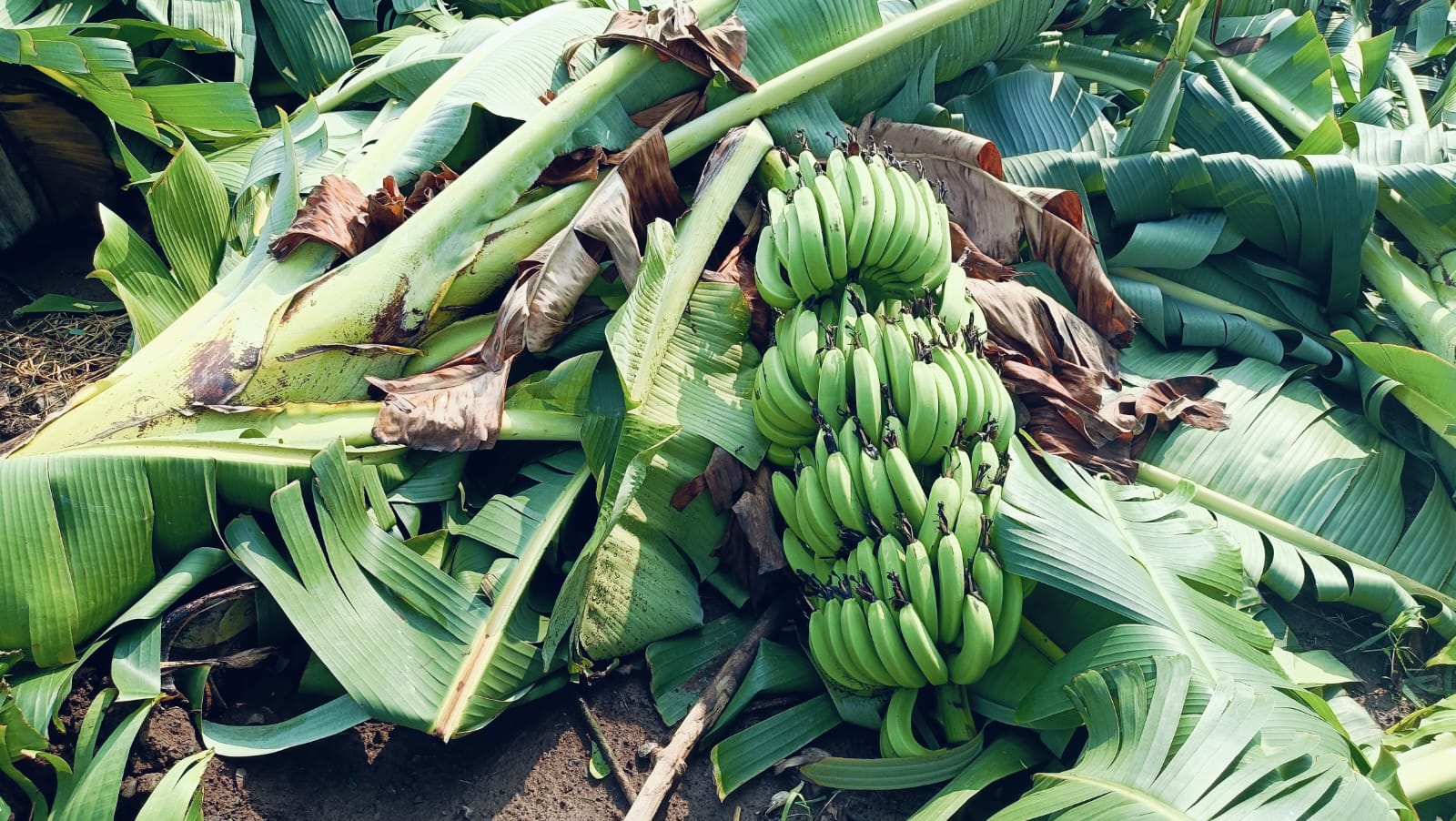 Burhanpur banana crop compensation