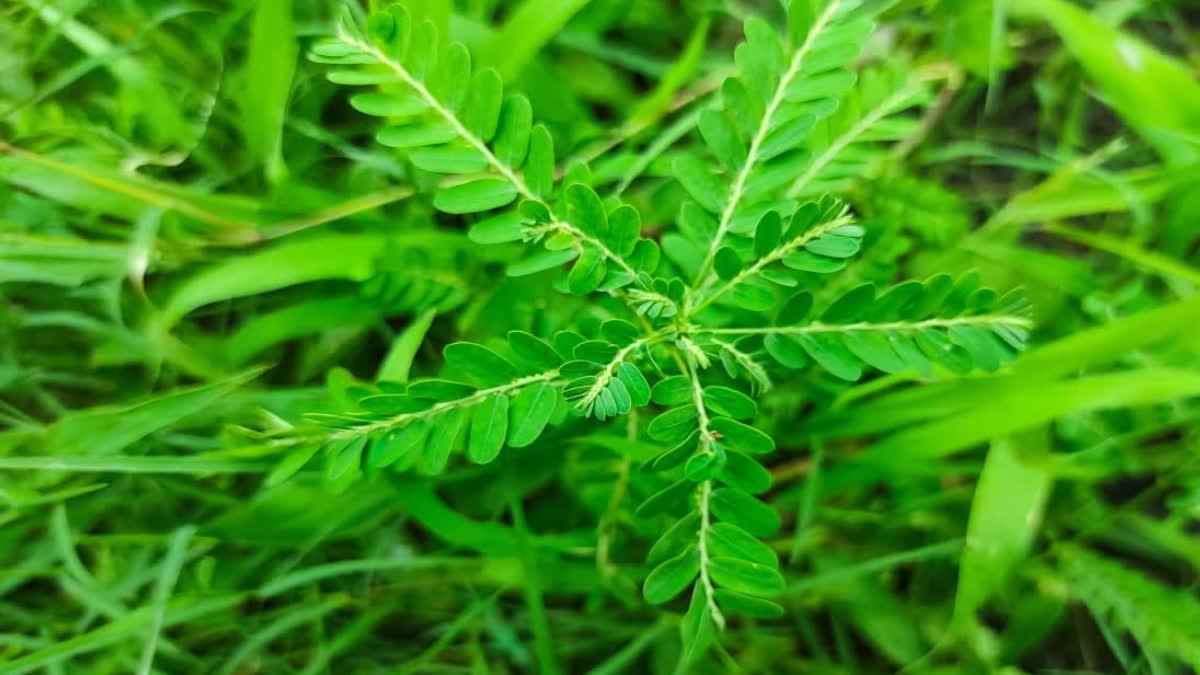किडनी स्टोन को पिघलाकर शरीर से बाहर निकाल सकता है ये पौधा, जानें कैसे करें इसका सेवन 2 Bhumi Amla plant can melt kidney stones and remove them from the body, know how to consume it