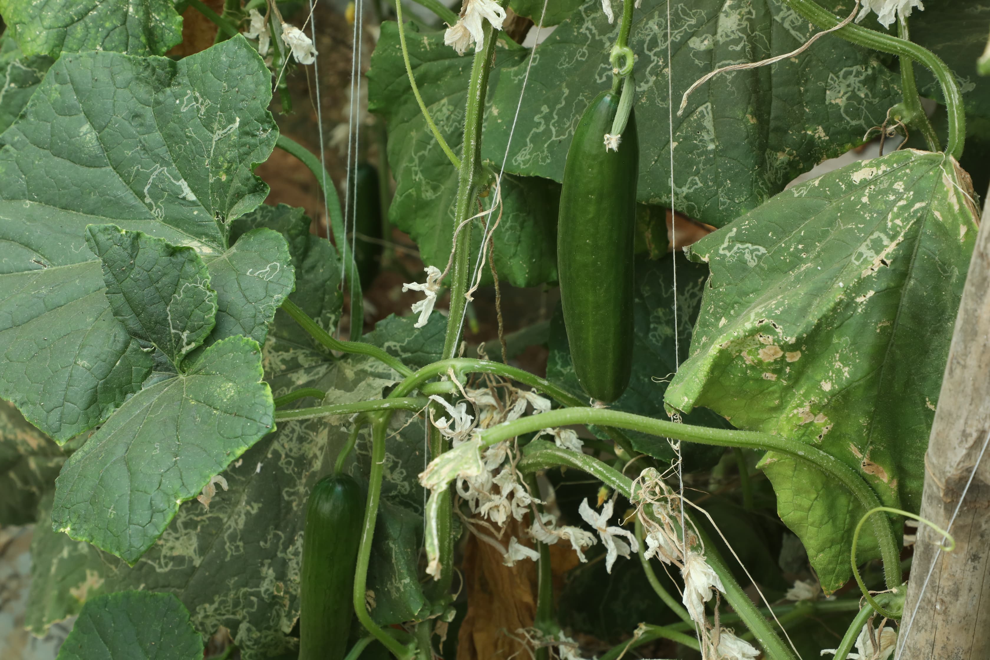 MULTIPLE CROPS POLYHOUSE SHIVPURI