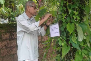 Jackfruit