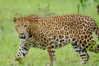 TERROR OF LEOPARD IN UTTARKASHI  WILDLIFE TERROR UTTARKASHI  LEOPARD  LEOPARD IN UTTARKASHI