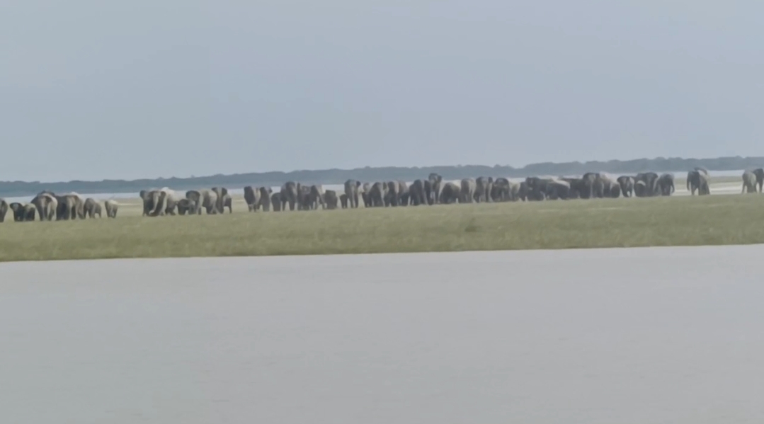 Wild elephant terror in Majuli