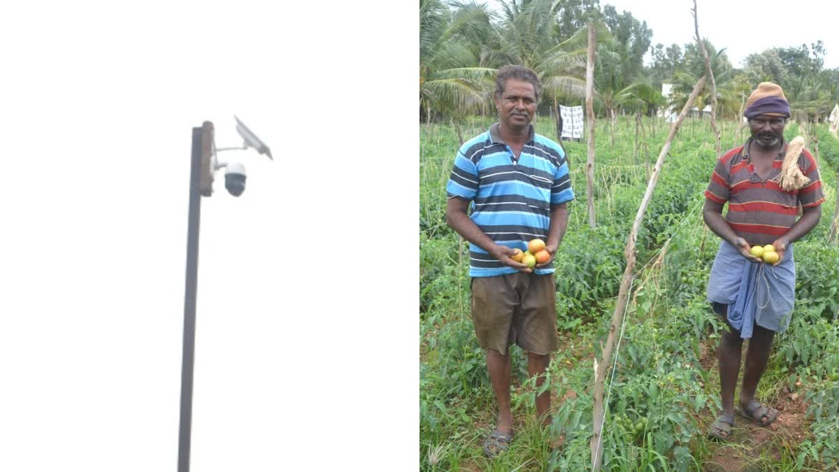 Tomato CCTV Camera