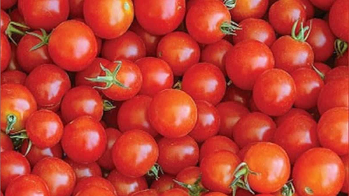 tomato  Tomato theft  tomato theft in Maharashtra  തക്കാളി മോഷണം  തക്കാളി  തക്കാളി മോഷണം പോയതായി കർഷകൻ  400 kg tomato theft  400 കിലോ തക്കാളി മോഷണം