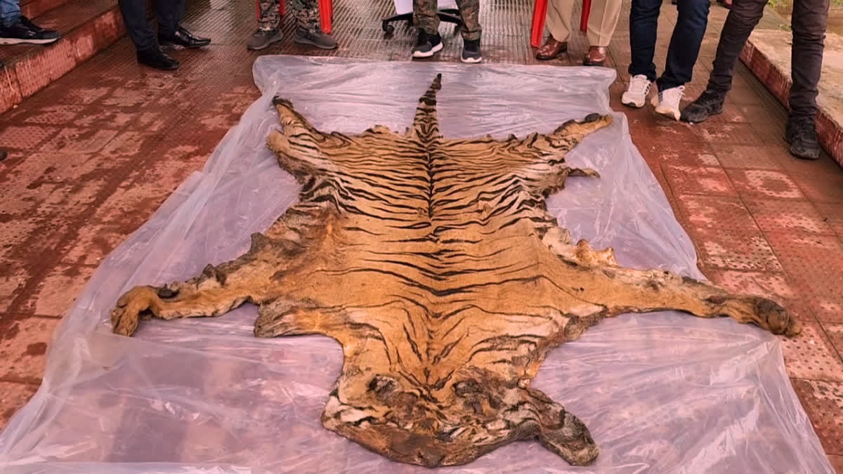 Tiger skin Smugglers Arrested