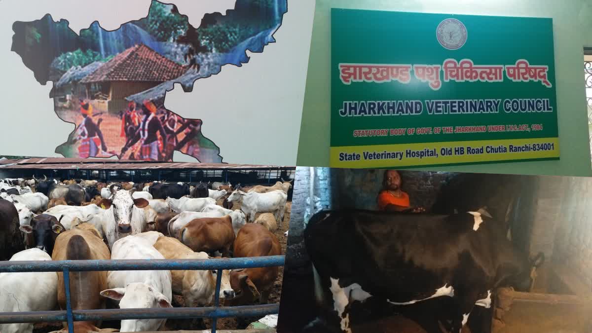 quack veterinarians in Jharkhand