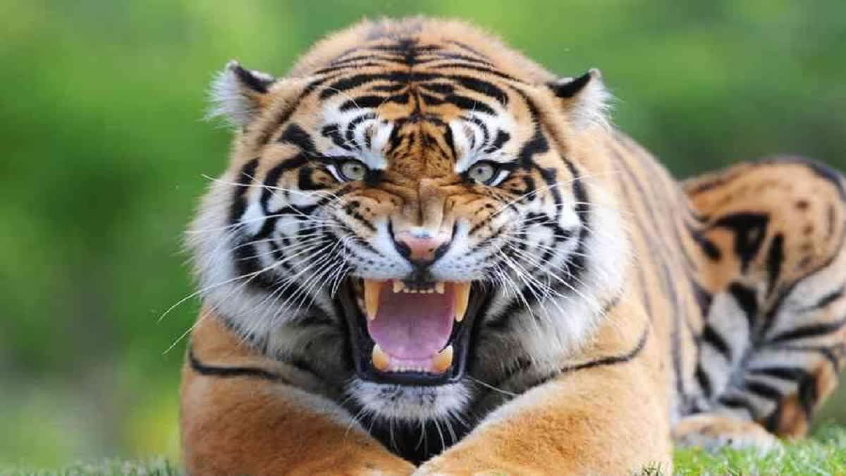 Tiger Killed woman in Jhart Village