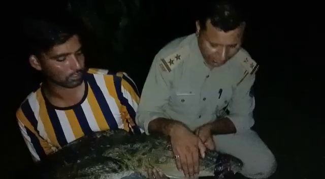 crocodiles coming out in Haridwar