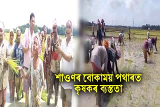 Farmers busy in paddy fields of Sawan Month