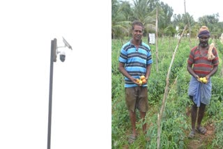 Tomato CCTV Camera