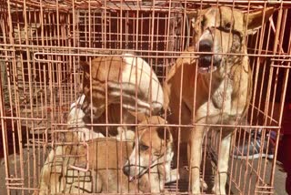 Authorities on Friday announced the end of the "brutally cruel" dog and cat meat slaughter at a notorious animal market on the Indonesian island of Sulawesi following a years-long campaign by local activists and world celebrities. The Tomohon Extreme Market will become the first such market in Indonesia to go dog and cat meat-free, according to the anti-animal cruelty group Humane Society International, or HSI.